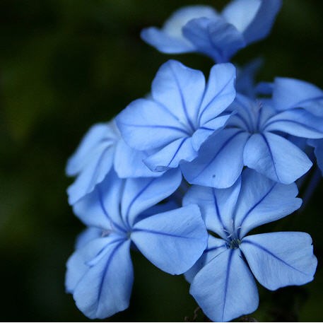 05 plumbago