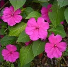 Impatiens