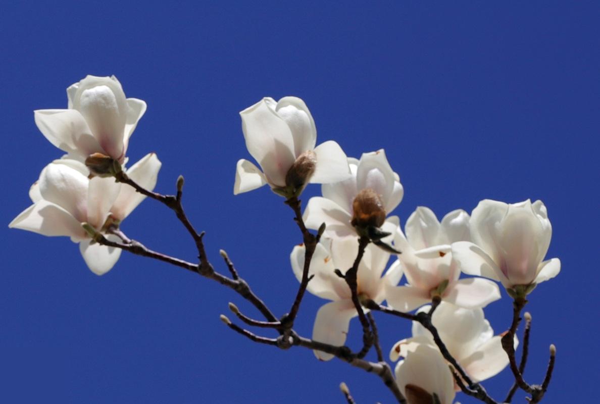 Magnolia site differentes techniques