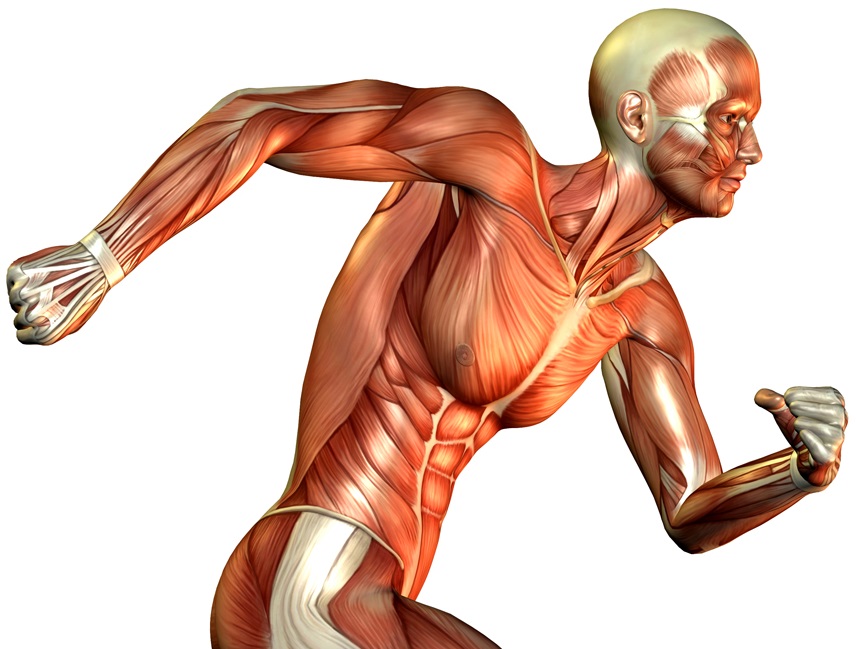 Muscle fibers